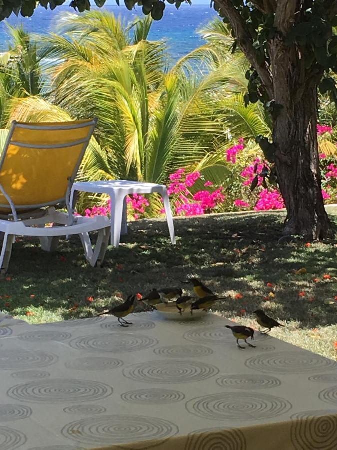 Villa Guadeloupe Saint Francois Acces Mer Piscine Iguana Bay - Villa Zagadi Luaran gambar